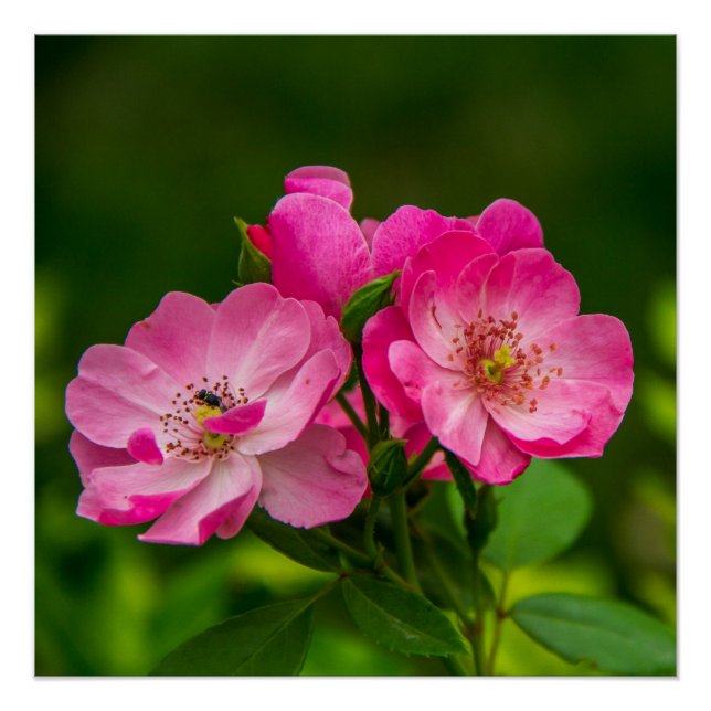 Póster Hermosas flores rosas-6845 (Anverso)