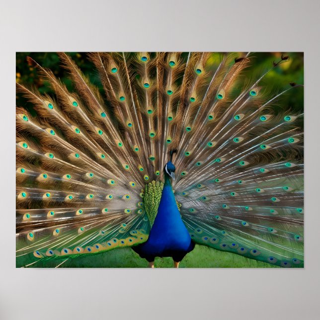 Póster Hermosas fotos de Peacock Stock (Frente)