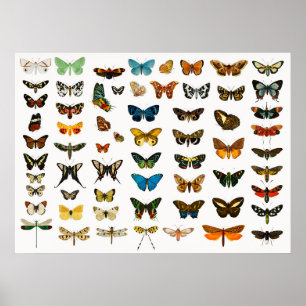 Póster Hermosas mariposas