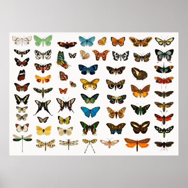 Póster Hermosas mariposas (Frente)