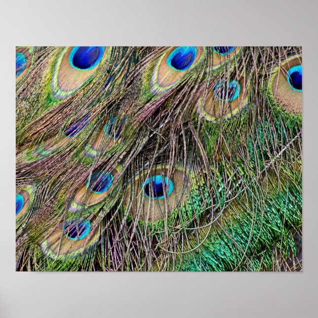 Póster Hermosas plumas de pavo real (Frente)