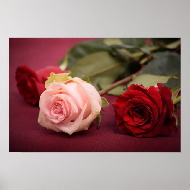 Póster Hermosas rosas rojas y rosas (Frente)