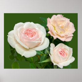 Póster Hermosas rosas rosas blancas