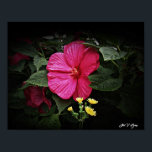 Póster Hermosas vistas Hibiscus Floral Wall Art GPsg<br><div class="desc">Esta hermosa obra de arte fotográfico floral será definitivamente una pieza de conversación para invitados o clientes a su casa o oficina. Una hermosa visión del pincel de dioses en el trabajo, capturado por el galardonado fotógrafo floral Stan V. Griep - Colorado, EEUU. Una sonrisa Luna Rosa Hibiscus Bloom con...</div>