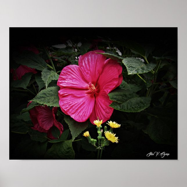 Póster Hermosas vistas Hibiscus Floral Wall Art GPsg (Frente)