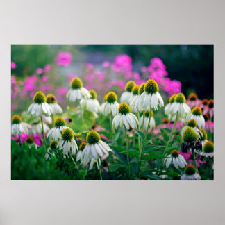 Póster Hermosas y elegantes flores blancas