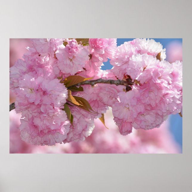 Póster Hermoso árbol floreciendo en rosa (Frente)