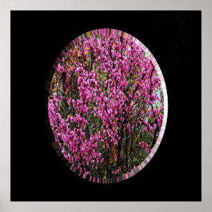 Póster Hermoso árbol Red Bud.....
