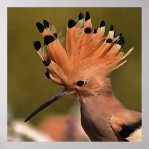 Póster Hermoso Ave De Hoopoe Con Corona De Pies