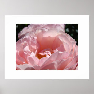 Póster Hermoso Bella Artes rosa de flores imprime Rosas
