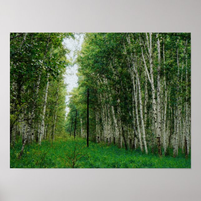 Póster Hermoso bosque Birch Tree (Frente)
