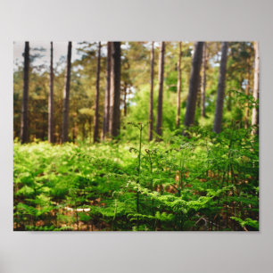 Póster Hermoso bosque de helechos