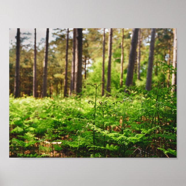Póster Hermoso bosque de helechos (Frente)