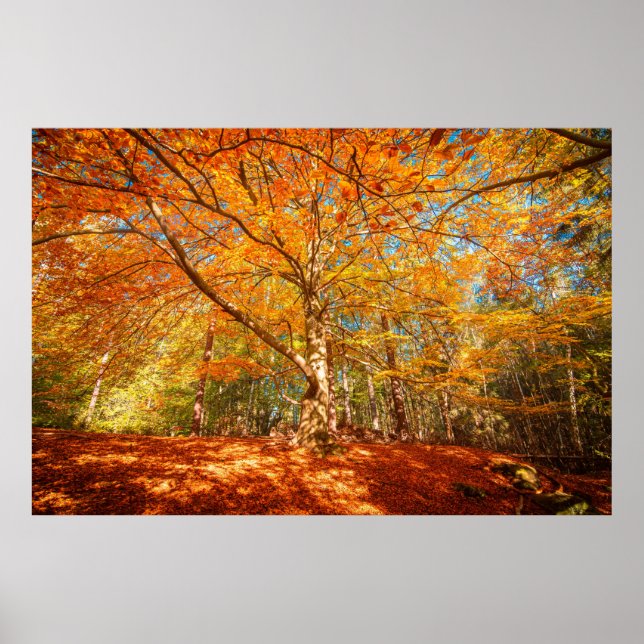 Póster Hermoso bosque otoñal (Frente)