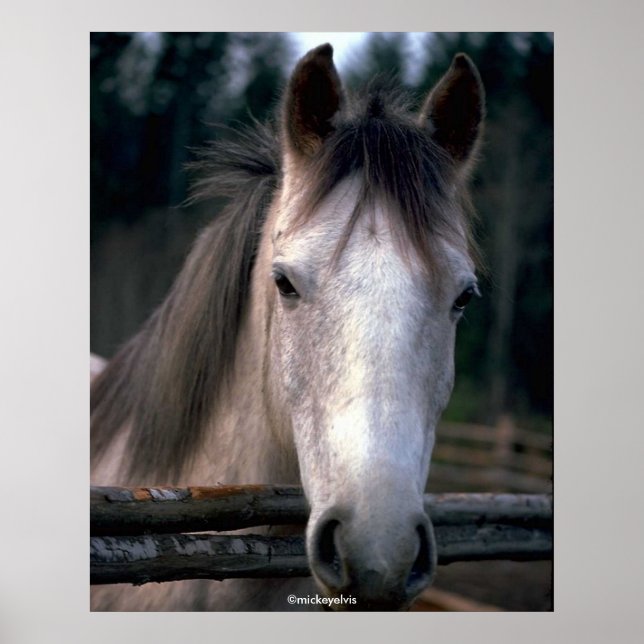 Póster Hermoso caballo (Frente)