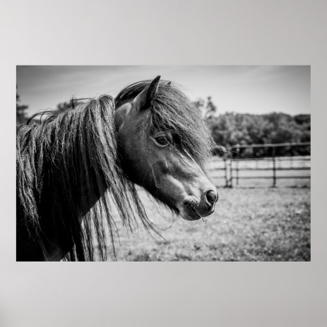 PÓSTER HERMOSO CABALLO (Frente)