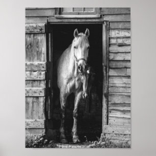 Póster Hermoso Caballo Caserío Rústico Blanco y Negro