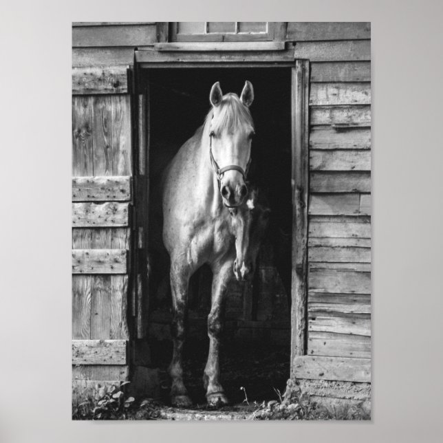 Póster Hermoso Caballo Caserío Rústico Blanco y Negro (Frente)