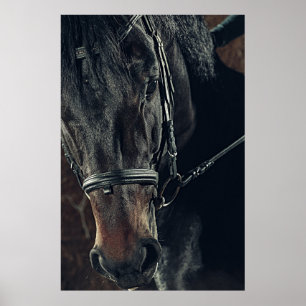Póster Hermoso caballo negro