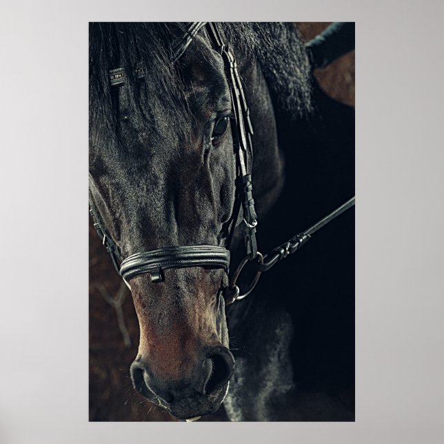 Póster Hermoso caballo negro (Frente)