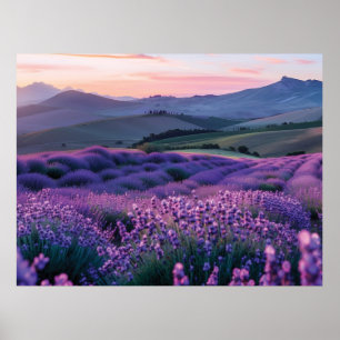 Póster Hermoso campo de lavanda al atardecer