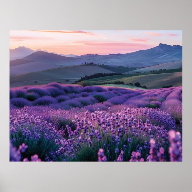 Póster Hermoso campo de lavanda al atardecer (Frente)