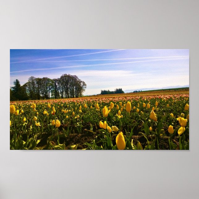Póster Hermoso Campo Tulipán, Oregón (Frente)