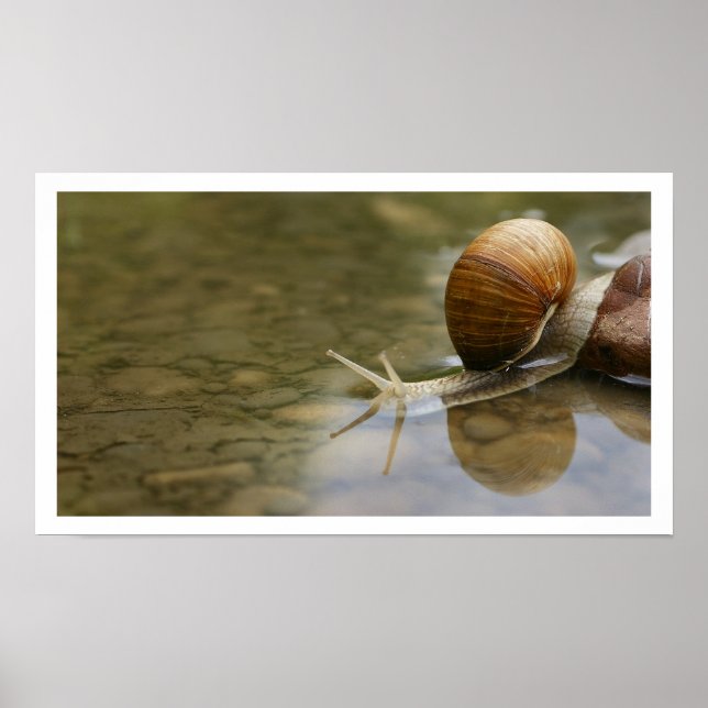 Póster Hermoso caracol reflejado en el agua (Frente)