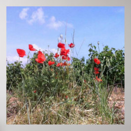 Póster Hermoso cartel de amapolas rojas y vides