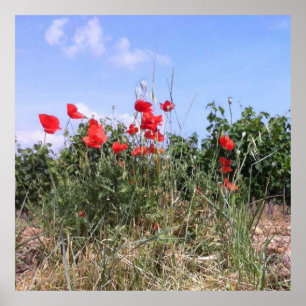 Póster Hermoso cartel de amapolas rojas y vides