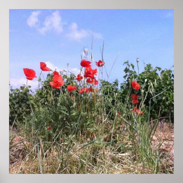 Póster Hermoso cartel de amapolas rojas y vides (Frente)