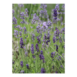 Póster Hermoso cartel de lavanda