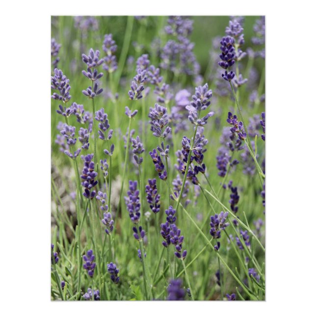 Póster Hermoso cartel de lavanda (Anverso)