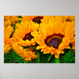 Póster Hermoso cartel de pintura de girasoles de verano