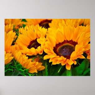 Póster Hermoso cartel de pintura de girasoles de verano