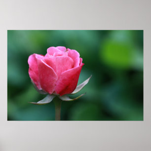 Póster Hermoso cartel de rosa roja / rosa