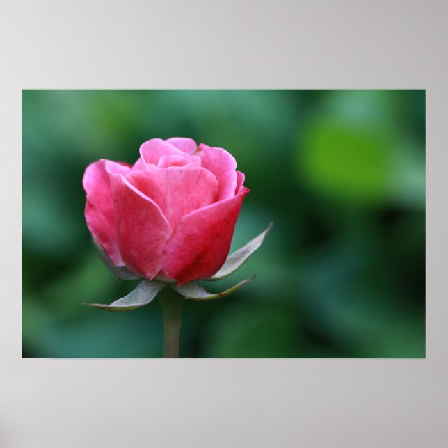 Póster Hermoso cartel de rosa roja / rosa (Frente)