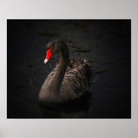Hermoso cisne negro con un brillante pico rojo