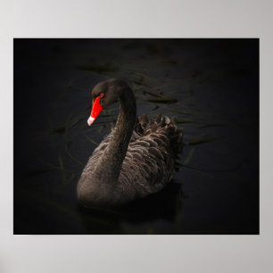 Póster Hermoso cisne negro con un brillante pico rojo