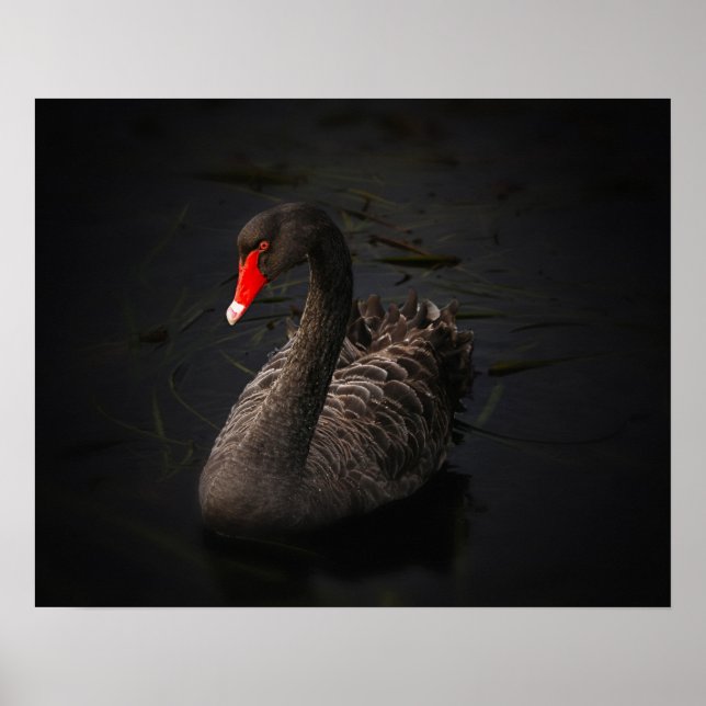 Póster Hermoso cisne negro con un brillante pico rojo (Frente)