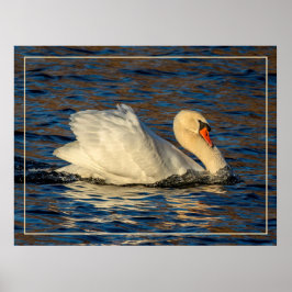 Póster Hermoso cisne y agua azul