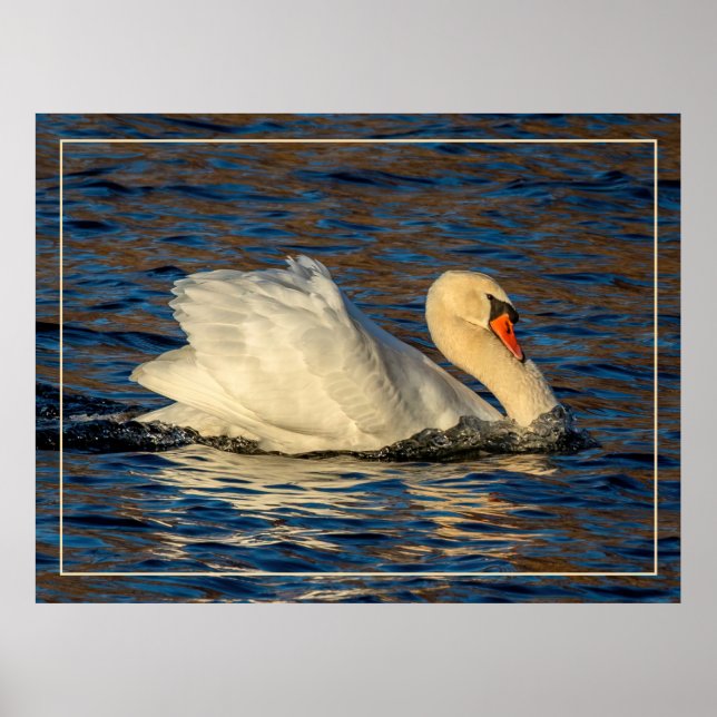 Póster Hermoso cisne y agua azul (Frente)