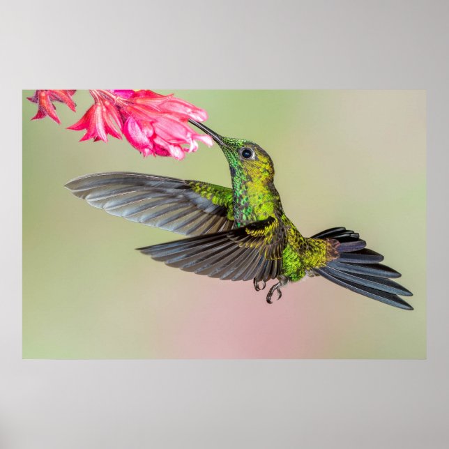 Póster Hermoso colibrí volando a la flor (Frente)