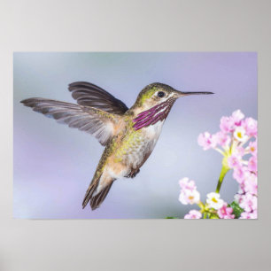 Póster Hermoso colibrí volando en morado y rosa