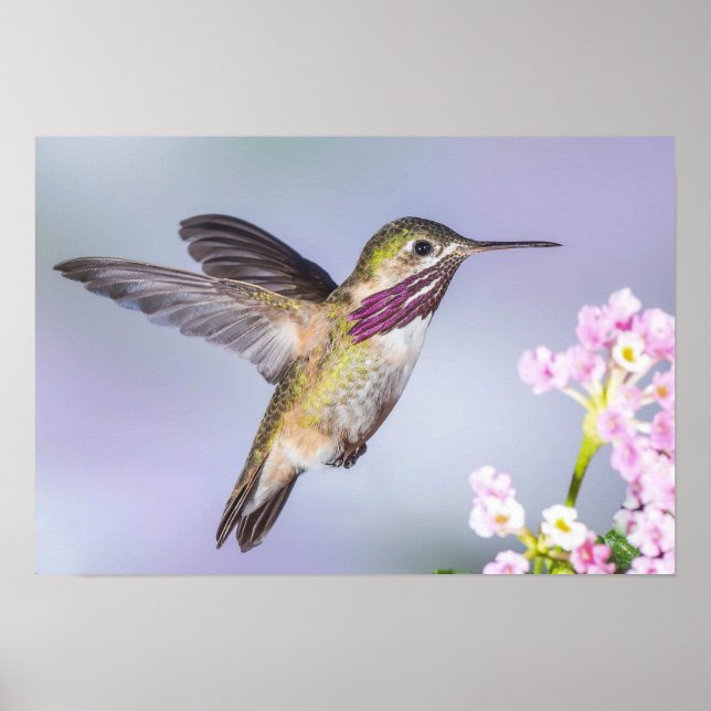 Póster Hermoso colibrí volando en morado y rosa (Frente)