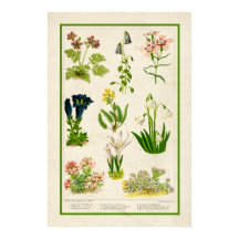 Hermoso color de inspiración vintage floral botáni