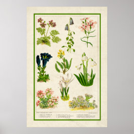 Póster Hermoso color de inspiración vintage floral botáni