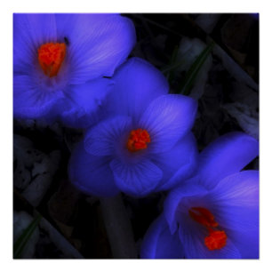 Póster Hermoso cromo azul morado florece