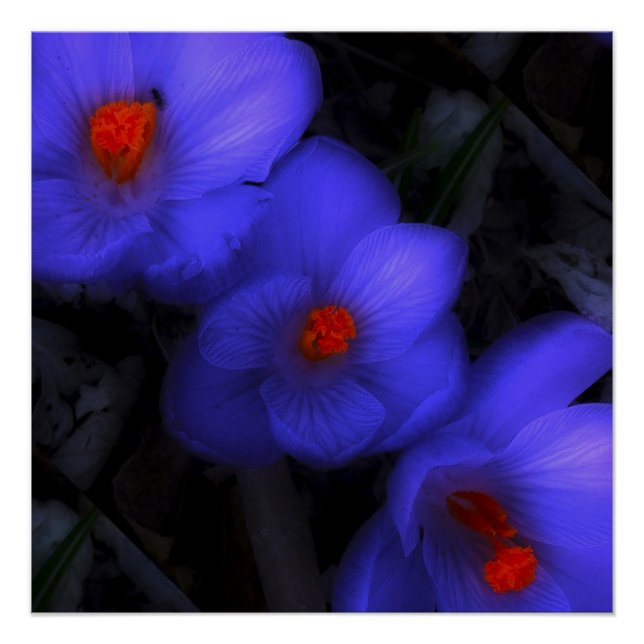 Póster Hermoso cromo azul morado florece (Anverso)