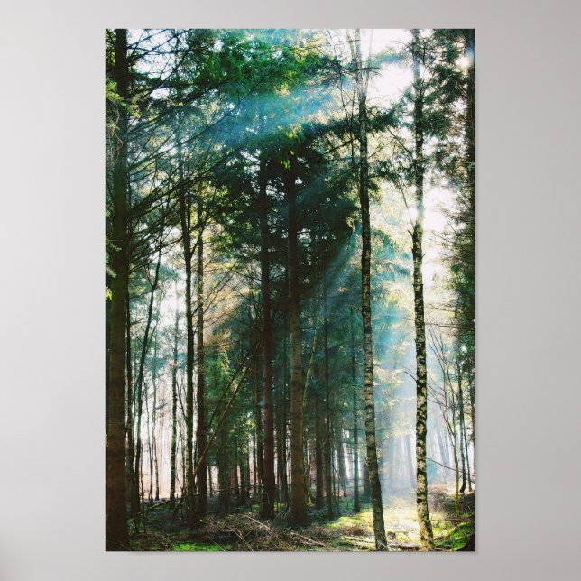 Póster Hermoso Día del Bosque de Primavera Día de la Natu (Frente)